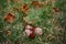 Composition of three chestnuts lying on green grass with yellow leaves