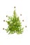 Composition of twigs of thuja and tiny cones in the shape of a Christmas tree, isolated on a white background. Christmas card conc