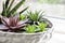 Composition of variety of succulents Echeveria Red Taurus, Haworthia fasciata, Sansevieria cylindrica in ceramic white flower