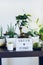 Composition of various green air plants, bonsai tree, succulents and lightbox with Green home words on the black table with white