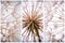 Composition - Vintage watercolor abstract background - monochrome dandelion flower