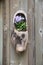 Composition on the wall from traditional dutch wooden shoes - klompen clogs, decorated with pansy flowers, closeup, the