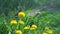 Composition from Yellow Beautiful Dandelions on a Spring Sunny Day. Nature Awakening Concept