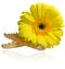 Composition of yellow gerbera flowers flower and starfish