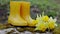 Composition of yellow rubber children`s boots and blooming daffodils in the spring in nature.