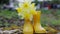 Composition of yellow rubber children`s boots and blooming daffodils in the spring in nature.