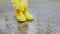 Composition of yellow rubber children`s boots and blooming daffodils in the spring in nature.
