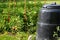 Compost bin and vegetable garden