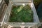 Compost bin of wood filled with weeds from the garden