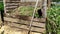 Compost heap. A pit with humus. Dump grass clippings and household waste into a heap. Camera movement from right to left