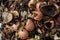 Compost heap with rotting fruit, vegetable, and eggshell scraps