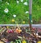 Compost pile with daisies