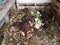 Compost pile with dirt and coffee grounds and filters and egg shells