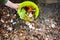 Composting organic food scraps for the plants