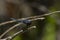 Compound eyes of a Male Slaty Skimmer Dragonfly