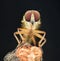 Compound eyes of a Robberfly