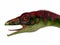 Compsognathus Dinosaur Head