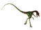 Compsognathus Dinosaur Tail