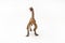 Compsognathus Dinosaur on white background