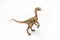 Compsognathus Dinosaur on white background