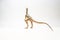 Compsognathus Dinosaur on white background