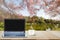 Computer laptop with black screen and hot coffee cup on wooden table top on blurred lake and cherry blossom tree background