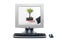 Computer showing bonsai tree