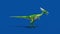 Compy Jurassic Dinosaur Die Blue Screen Side 3D Rendering Animation
