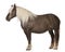 Comtois horse, a draft horse, Equus caballus