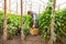 Concentrated agronomist collecting the harvest of agronomic crops