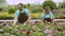 Concentrated florists working with flowers in greenhouse