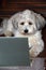 Concentrated havanese dog in homeoffice