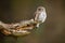 Concentrated little eurasian pygmy owl hunting from the lichen-covered old twig