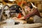 Concentrated woman carpenter behind powerful electric machine