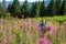 Concentrated woman collects pink wildflowers, willow herb