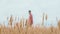 Concept of agriculture and farming closeup to the camera details of a young wheat field and walking man on the