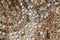 Concept of ancient culture Close up photo of broken colored stones and seashell with mosaic background .Pattern of