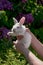 The concept of animal husbandry, eco-friendly private farming. A little white rabbit with beautiful fluffy fur in human