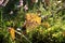 The concept of the arrival of autumn days. Yellow birch leaf on a forest glade among various plants on a sunny day, close-up