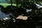 The concept of the arrival of cold autumn days. A yellow birch leaf lies on the black hood of a car with dew drops on an autumn