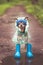 Concept of autumn and rain. Funny dog in a hat, rubber boots and raincoat standing in a puddle on a forest path, portrait
