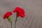 Concept background of May 9 russian holiday Victory Day. two Red carnations isolated on blurred background. flowers on
