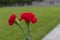 Concept background of May 9 russian holiday Victory Day. two Red carnations isolated on blurred background. flowers on