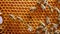 The concept of beekeeping, the texture of a honeycomb cell, on which the bees move and work. back ground