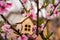 The concept of the beginning of spring. Miniature house on a flowering branch close-up and copy space. Wooden house and flowers as