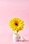 The concept of the birth of spring. Valentine's Day. Gerbera flower grows from a chicken egg. Vertical photo.