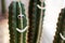 Concept - cactus in a flower pot with funny smiles, cheerful company, good mood.
