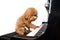 Concept of cute poodle dog playing piano in white background