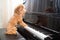 Concept of cute poodle dog playing upright grand piano