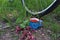 The concept of cycling trips to nature in the summer . Wild strawberries in a blue cup stand near the wheel of a bicycle